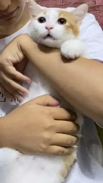 猫咪内心谁来救救我