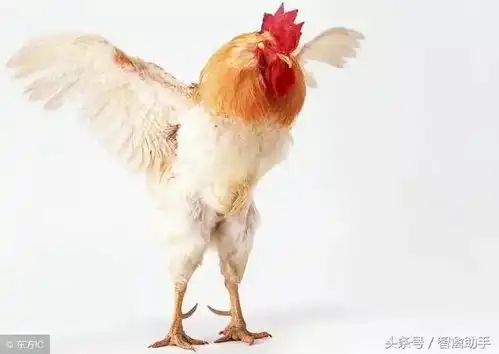 资深鸡民总结蛋鸡养殖常见问题汇总顺口溜