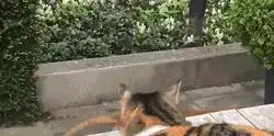 搞笑表情包我叫讨厌,讨人喜欢,百看不厌