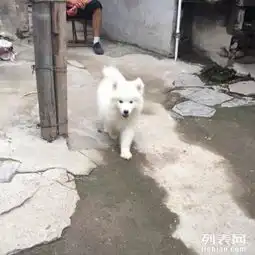 萨摩幼犬,600抱走