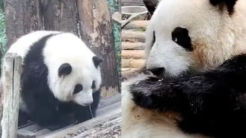 直到看见花花哭了,才明白熊猫也会伤心难过