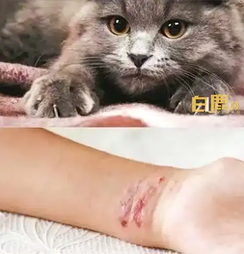 猫咪头像男生代表什么抓