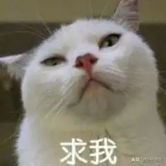 猫猫头表情包养猫