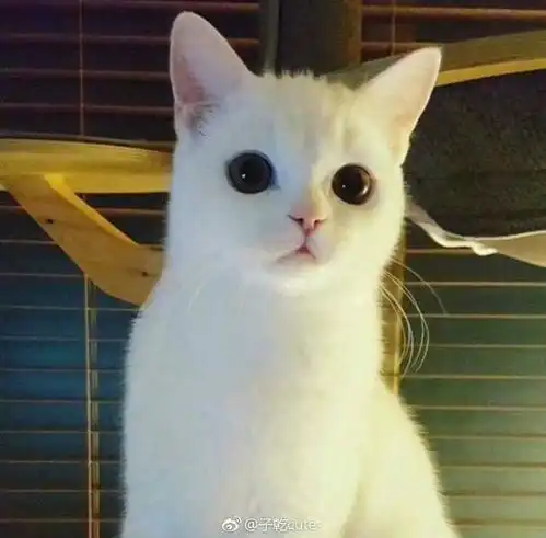 猫头像男生专用版高冷句