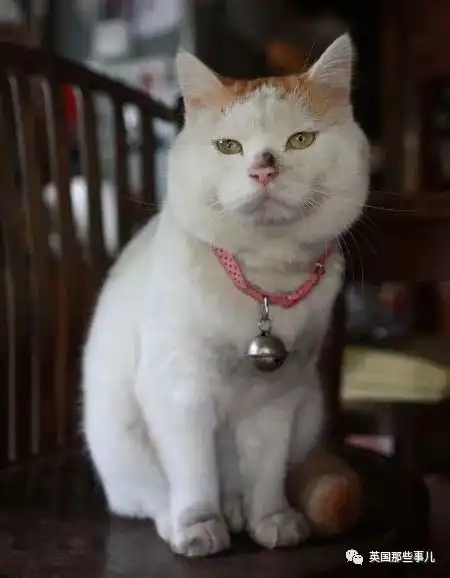 猫叔回猫星了它世无争的幸福表情,治愈了无数网友com