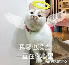 一只网红猫楼楼去世68万粉丝哀悼,或许你没有听过这只有着68万粉丝的喵星人,但你肯定见过它的表情包