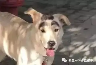 这些汪星人也太会长了长得太有特色了