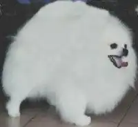 广东黄金名犬新年特惠哈士奇萨摩阿拉斯加幼犬宝宝