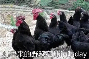 有了这套表情包,我就是鸡年斗图之王