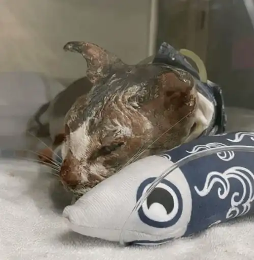 男子为了挽回分手女友,竟往猫咪身上倒开水心也未免太狠了