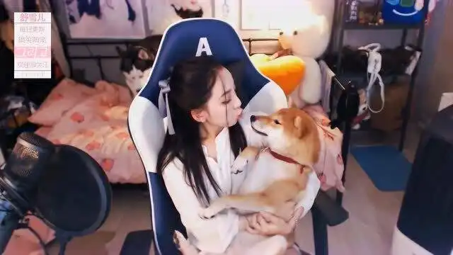 柴犬和女主播在一起时,狗狗的表情一脸嫌弃的样子,有点不情愿