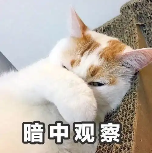我就去我朋友家撸了个猫,结果友谊的小船差点翻了