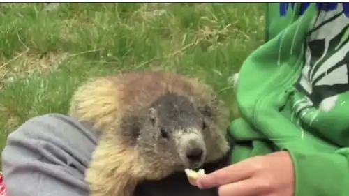 土拨鼠看了黄鼠狼一眼,就被黄鼠狼打死,土拨鼠倒霉透了.