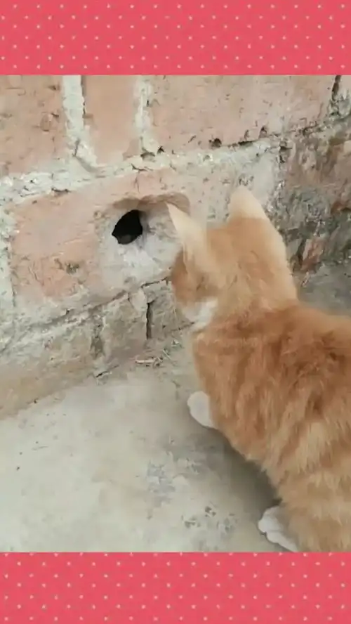 难怪说好奇害死猫,眼前这一幕,这是在掏啥呢