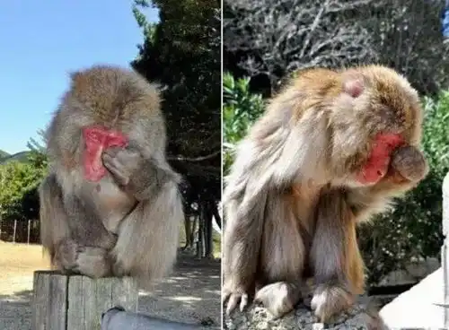 马未都说有一位老人收养了一只猴子,养了5年,等到老人去世后,猴子每隔5天就痛哭一次,一直守着老人的墓,不肯离去小猴猎人女儿记者陈景润科学家中国文物