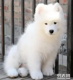 长沙哪里有卖萨摩耶犬萨摩耶多少钱萨摩耶图片