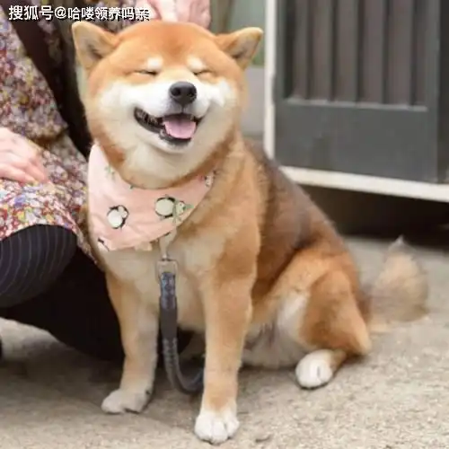 最戏精的狗狗之一柴犬,让人迷恋的绝不止微笑和表情包