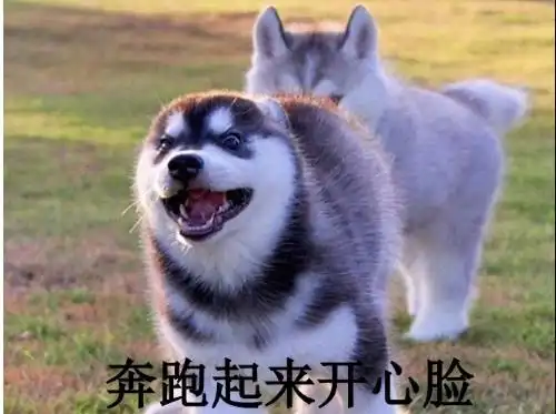 被生活所迫的表情包哈士