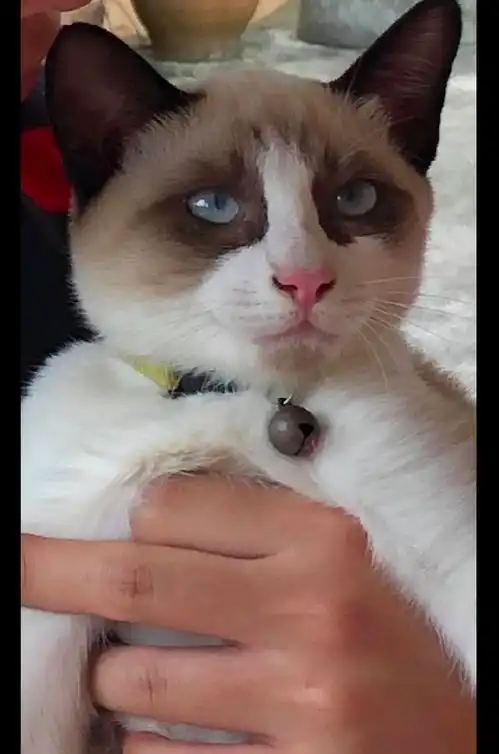 猫猫头表情包主人