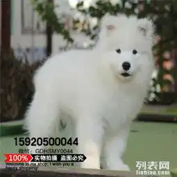 犬舍直销精品萨摩耶幼犬赛级犬证书芯片齐全可签订协议
