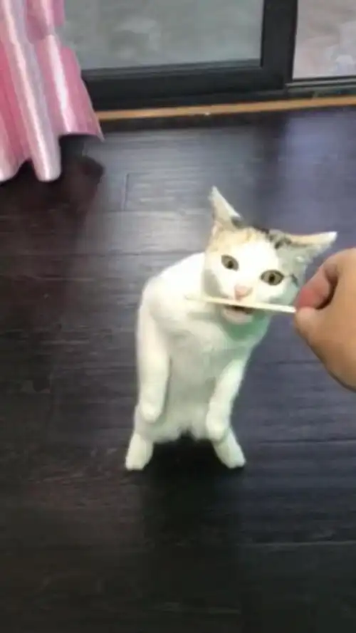 猫咪第一次吃到冰棍,表情跟动作令网友笑喷,猫这玩意真好吃