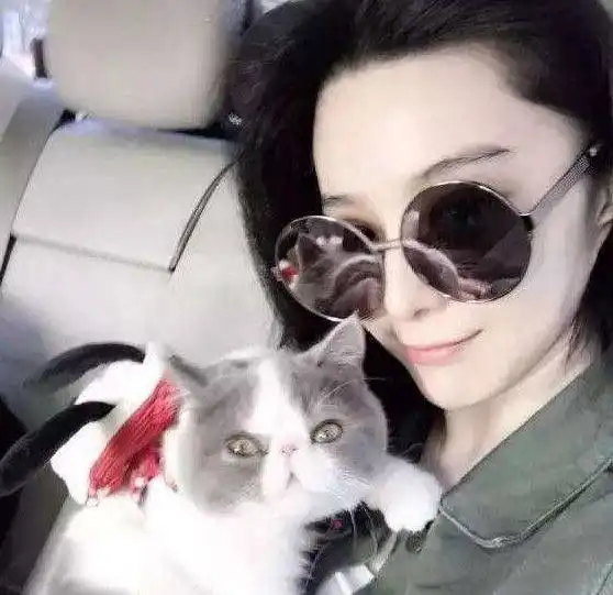 戴墨镜的猫咪情侣头像