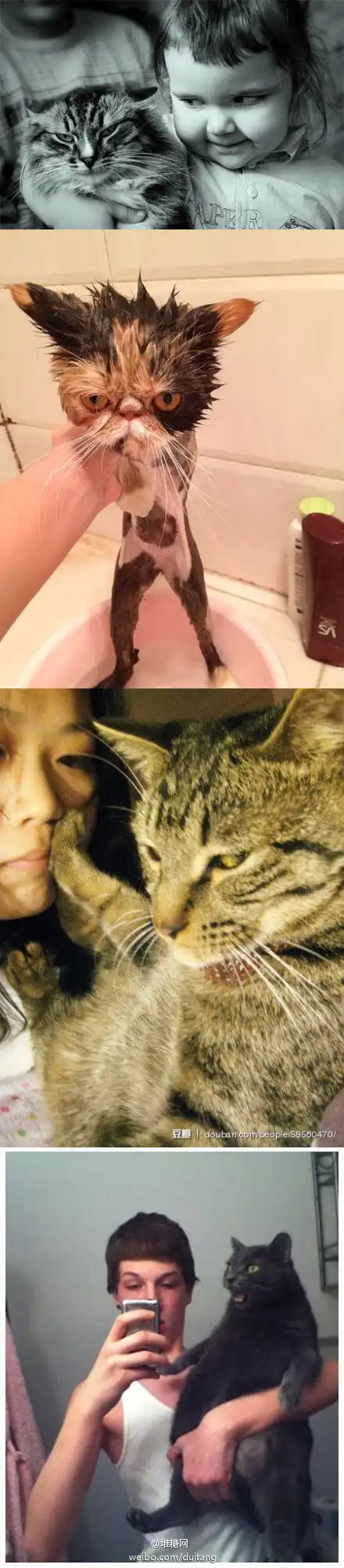 不愿意合影的喵星人一脸嫌弃惊恐的表情堆糖,美好生活研究所