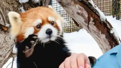 小熊猫第一次见到雪,下一秒千万憋住别笑,镜头拍下全过程