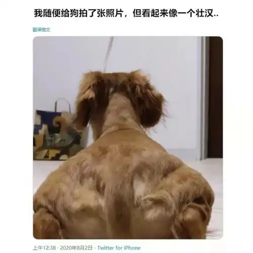 狗头像男生专用版沙雕摄