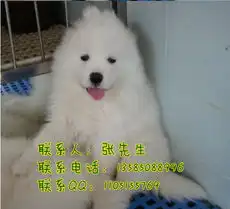 标题无锡哪里有卖萨摩幼犬无锡哪里买到萨摩无锡萨摩多少钱一只