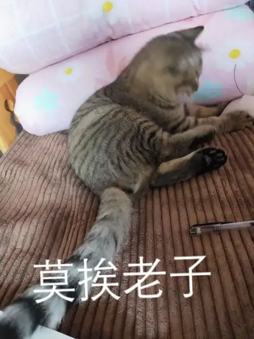 这几天抽鸦片一样的吸猫日常