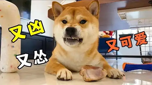 主人试图拿走柴犬小七的零食,小七立刻展现出又凶又可爱的表情