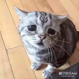 猫咪偷偷抹把泪表情包委