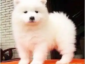 图成都纯种萨摩耶犬先检查确保健康签协议抱走成都宠物狗