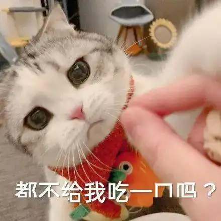 可爱的猫咪表情大全,请收藏备用