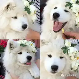 这些萨摩耶犬的暖心萌照超治愈小时候根本就是泰迪熊