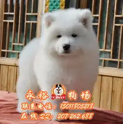 广州边度有卖纯种萨摩耶广州哪里可以买到健康萨摩耶幼犬纯种萨摩耶价格