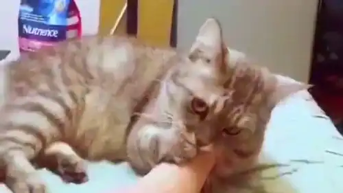 当猫咪舔了你的臭脚丫,这表情怀疑猫生了