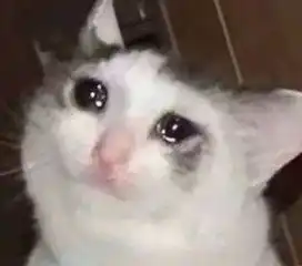 猫咪偷偷抹把泪表情包郑