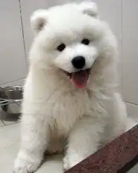 男生抱萨摩耶头像萨摩耶