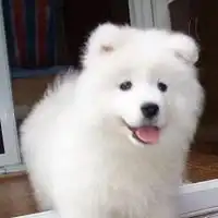 男生抱萨摩耶头像二傻