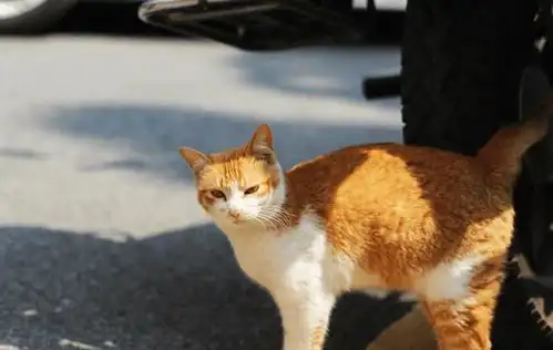 猫咪为什么经常会走丢,走丢后我们要怎么找回呢回应