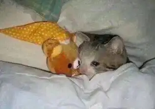 猫猫头表情包负鼠