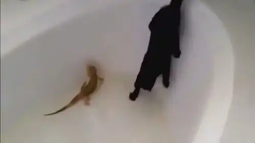 好奇害死猫,不是没有道理的