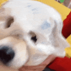 柴犬表情包卡通gif刷牙