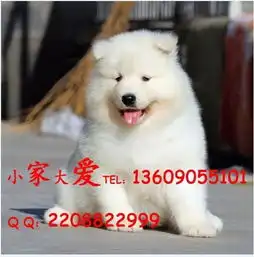 微笑天使萨摩耶犬品相佳性价比高可发货可上门