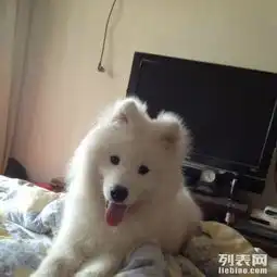 黑泰迪,萨摩耶,棕色博美三只公狗找媳妇南京宠物服务