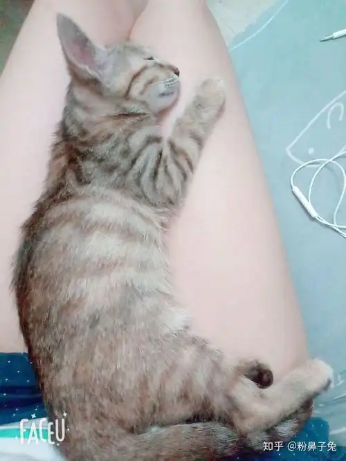 我养的两只猫被男朋友打死了,该不该分手