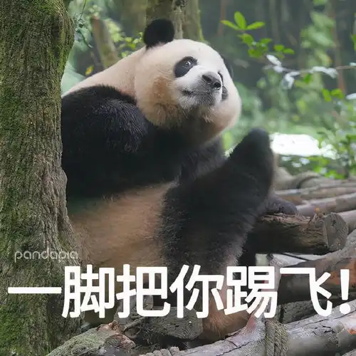 滚滚图享两个问题谁的表情包没有更新以及肉肉最后有没有挨打