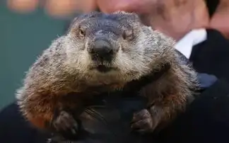 奇葩案件,居然有人起诉一只无辜的土拨鼠